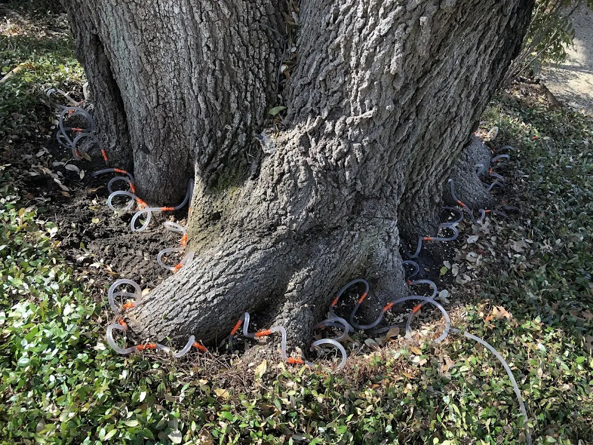 Detailed Tree Cabling and Bracing job site in Dierks