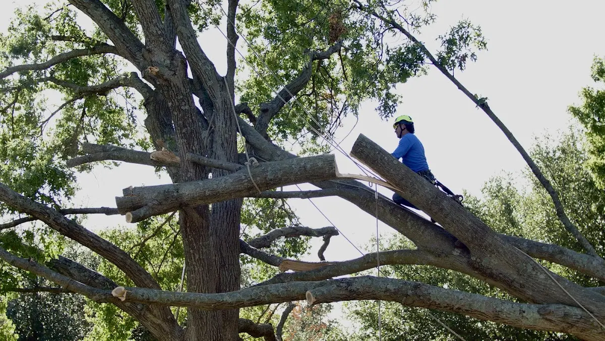 Professional Hazardous Tree Removal performed by certified arborists in Dierks